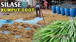 Cara Pembuatan Silase Rumput ODOT