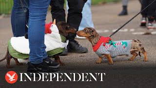 Sausage dogs don festive fancy dress for annual London meetup