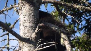 Wild Porcupine climbing a tree.