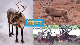 रेंडियर II Reindeer