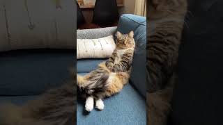 猫咪日常：你是时候像我一样放松一下了！Cat Daily: It’s time for you to relax like me!