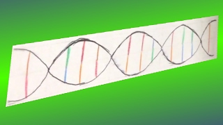 DNA Replication Stop-Motion