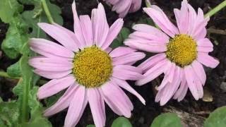 Argyranthemum frutescens (Marguerite daisy) #flowers #argyranthemum #frutescens #daisy #marguerite