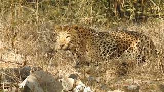 Leopard in Indian Forest ,Leopard in Indian Forest,Leopard in India,Leopard in Zoo India Natureworld