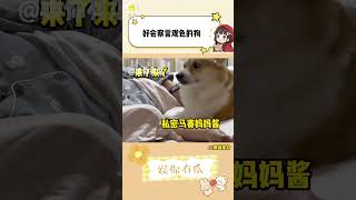 好会察言观色的狗子 #察言观色 #狗狗 #宠物 #万万没想到 #搞笑