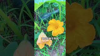 不能种在一起的蔬菜口诀。#种菜口诀 #什么菜不能种在一起 #什么菜种在一起会相克 #每天分享蔬菜种植技巧 #关注我一起学种菜 Life with garden