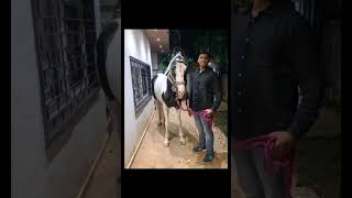 stallion Vijay dhwaj #horseriding #horseridingtraining