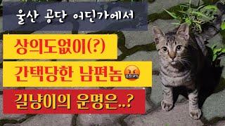 상의도없이 간택당한 남편. 이게 현실인가? 냥줍 후 3일간의 이야기