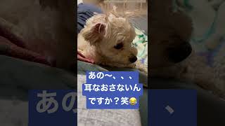 ドラッグスター４００　愛犬編VOL. 59  我が家の愛犬マルプー🐶  もうそろそろ耳直そうよ笑😂  #マルプー#犬動画＃犬のいる生活#北海道