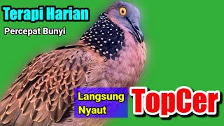 TEKUKUR GACOR Suara Merdu - PANCINGAN AMPUH MEMANGGIL LAWAN BUNYI (TOPCER) LANGSUNG NYAUT