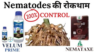 Nematode Control | नेमाटोड को कैसे कंट्रोल करें? Bayer Velum Prime | Dhanuka Nemataxe (Paecilomyces)