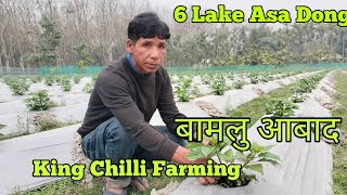 Bamlu Sibro King Chilli 3Biga Chirang