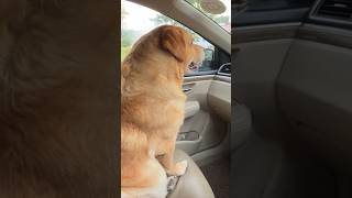 Car ride with leo😂 | tharki dog | Anant rastogi