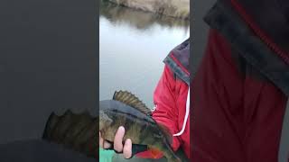 PB Perch 34  Holbina 3 Bibani