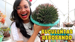 Trasplantando SUCULENTAS y PLANTAS DELICADAS que ya no caben en la maceta │ Candy Bu