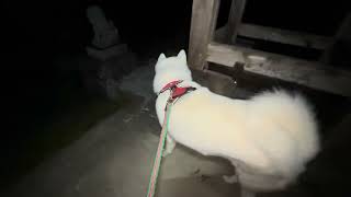 【今日のシロちゃん】我が家の秋田犬シロ(悠真)Akita 🐕２０２４年１２月３１日朝散歩