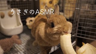 【ASMR】かわいいうさぎがバナナを食べてみたら、くちゃくちゃ咀嚼音がとにかく可愛かった