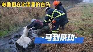 白马深陷淤泥里无法动弹，幸亏被好心老哥发现并调来挖机参加救援