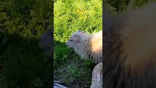 A sheep sneezing over and over 🐑 😂 #toocute