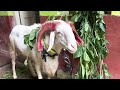 Bakrid sheep 2022