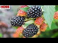 Expanding our DREAM GARDEN with THORNLESS BLACKBERRIES!