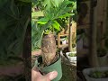 money tree guiana chestnut pachira bonsai stump 4