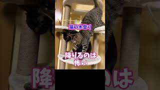 猫の木登り。悲しい習性。【カンザキ/エバチャンネル】