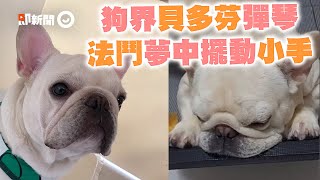 法鬥睡夢中小手規律擺動像彈琴～　網笑：狗界貝多芬？｜寵物｜狗｜法國鬥牛犬｜精選影片