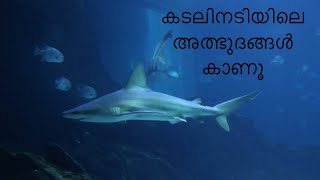 അത്ഭുദപ്പെടുത്തുന്ന കടലിനടിയിലെ കാഴ്ചകൾ | Wonders of underwater |