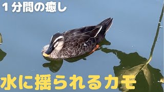 池の水にゆられるカモを見て癒される【１分間の癒し】(1 minute relaxation: duck)