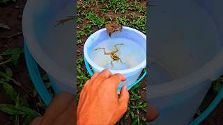 catch giant toad and green frog in water tank | Capture all the animals