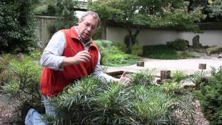 In The Nursery: Mahonia Soft Caress