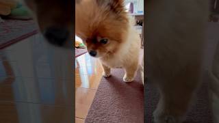 さて、この子は何を食べたでしょうか　#shorts #ポメラニアン #元保護犬 #ショート動画 #ダイエット中