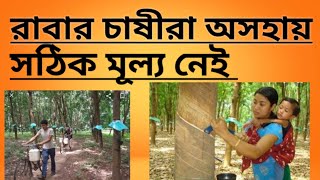 Rubber cultivation of Tripura ত্রিপুরার রাবার চাষ