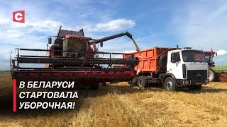 Открыт сезон жатвы 2024 года! Как в Беларуси стартовала уборочная?