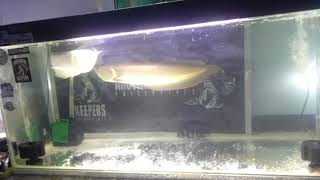 Silver arowana Pair :)