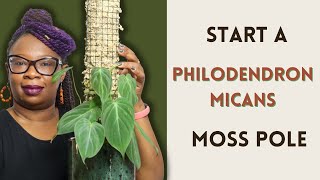 Getting STARTED: Philodendron Micans Moss Pole