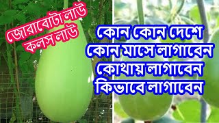 জোরাবোটা লাউ কোন কোন দেশে কোন মাসে লাগাবেন কলস লাউ কোথায় লাগাবেন দেশী লাউ কিভাবে লাগাবেন