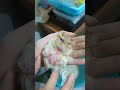 fat tailed gerbil licks his dick 太った尾のスナネズミは彼のペニスをなめる 肥鼠沙鼠舔自己gg