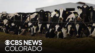 Cattle moving between states must be tested for bird flu, commission rules