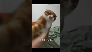 这AI 菊总 萌宠出道计划 被迫营业的猫猫 没有一口猫粮是白吃的 心思全写在脸上的猫