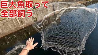 【ドブリウム】温排水にいる巨大魚を投網で取って200Lのポリタンクで運んで飼育してみると！？