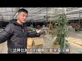 【老花医植物推荐】风车茉莉养护简单又皮实，山东可以户外地栽！star jasmine a strong flower for outdoor planting.