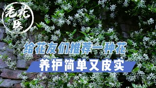 【老花医植物推荐】风车茉莉养护简单又皮实，山东可以户外地栽！Star jasmine, a strong flower for outdoor planting.