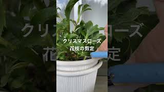 3/5 クリスマスローズの一本の花枝で👀あたらしい蕾（咲くまでの時間が要する蕾）が無くなったので早くも花枝剪定しました😌