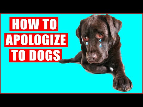 How do I say sorry to my dog?