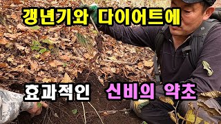 갱년기와 다이어트에 효과적인 신비의 약초가 있다. 겨울 산의 산삼이라 불리는 지치.