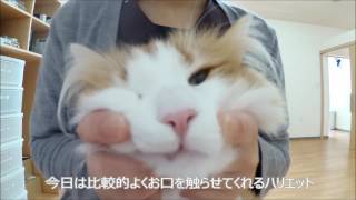 旭川市東光のほんむら動物病院　猫の歯磨きへの道（第4日目）