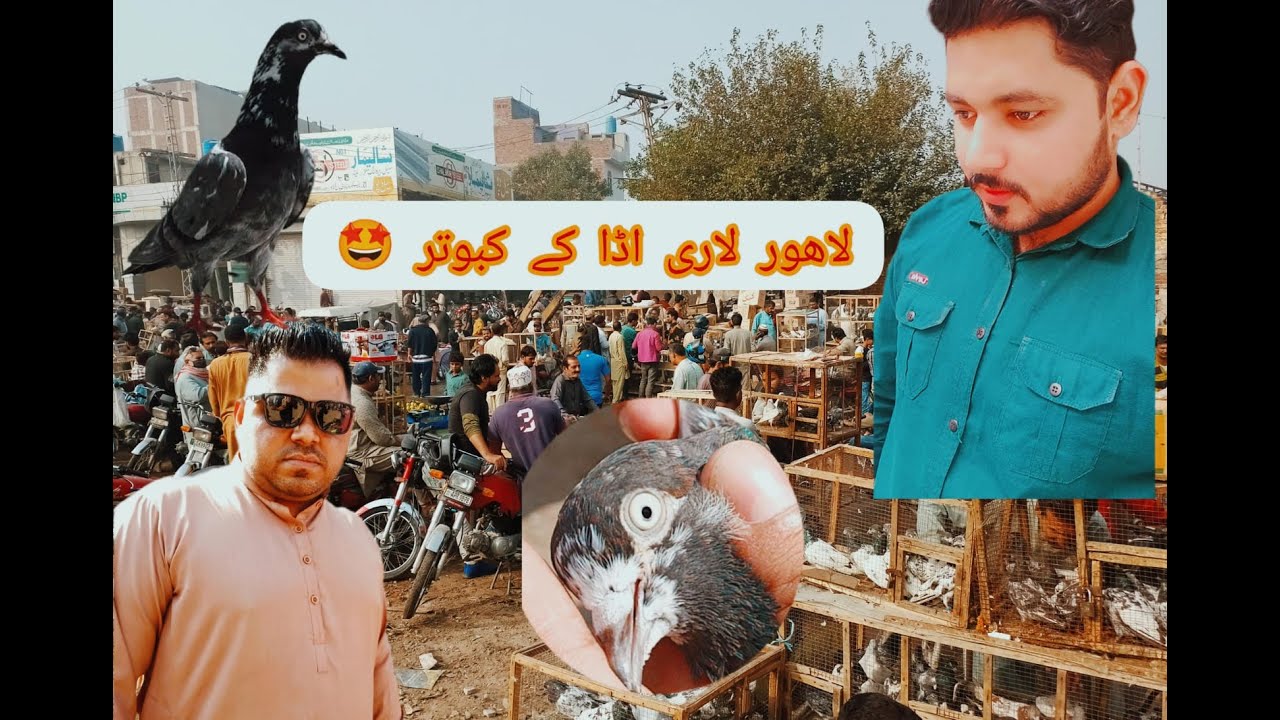 Lahore Larri Adda Kabutar Youtube