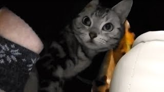 母ちゃんが帰って来なくてションボリ拗ねてた猫、まさかの逆切れに焦りだす…Sulking Cat Got a Lot of Snacks